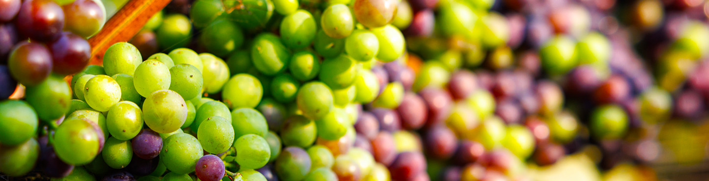 Winescape by Terrain – Quarterly Wine & Grape Market Insights