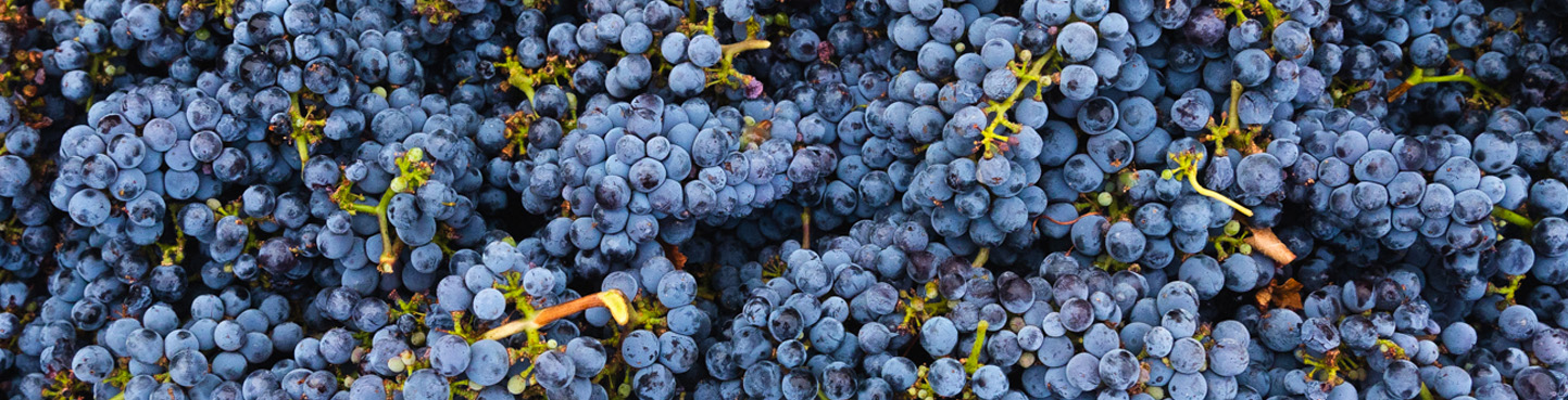 Winescape by Terrain – Quarterly Wine & Grape Market Insights