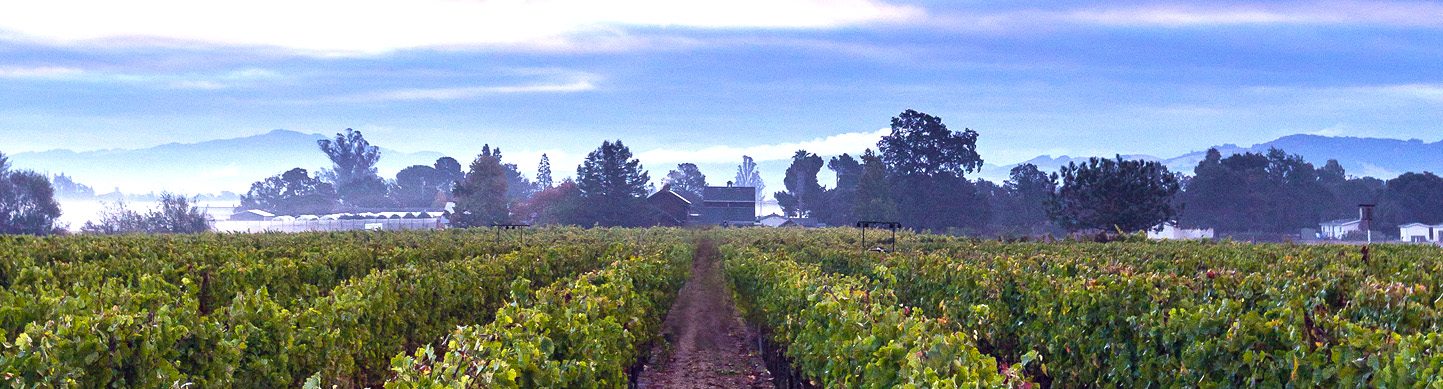 Winescape by Terrain – Quarterly Wine & Grape Market Insights