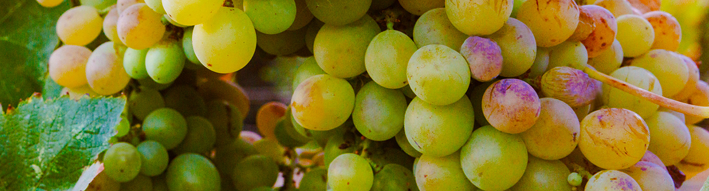 Winescape by Terrain – Quarterly Wine & Grape Market Insights