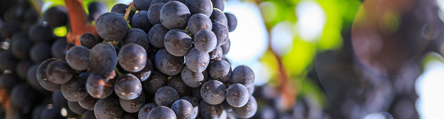Winescape by Terrain – Quarterly Wine & Grape Market Insights