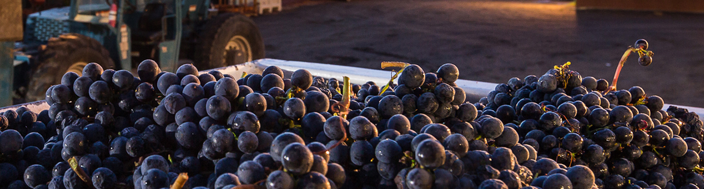 Winescape by Terrain – Quarterly Wine & Grape Market Insights