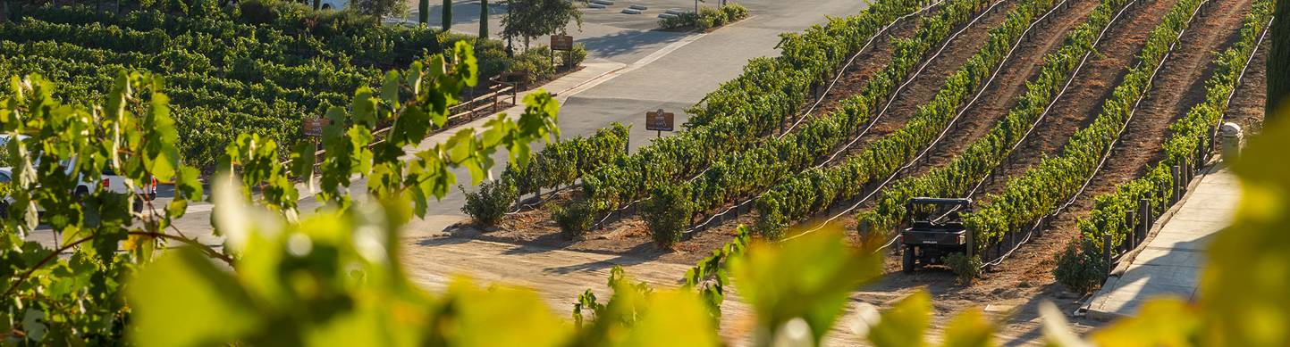 Winescape by Terrain – Quarterly Wine & Grape Market Insights